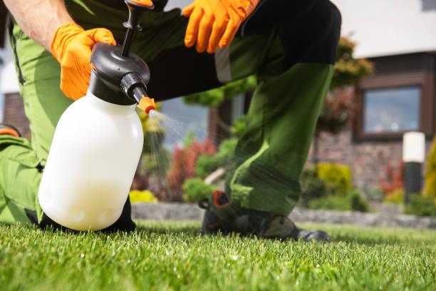 Best Flea Control Services  in Cordes Lakes, AZ