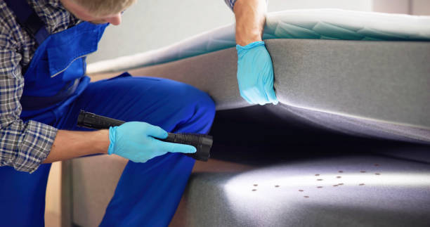 Best Wasp Removal Services  in Cordes Lakes, AZ