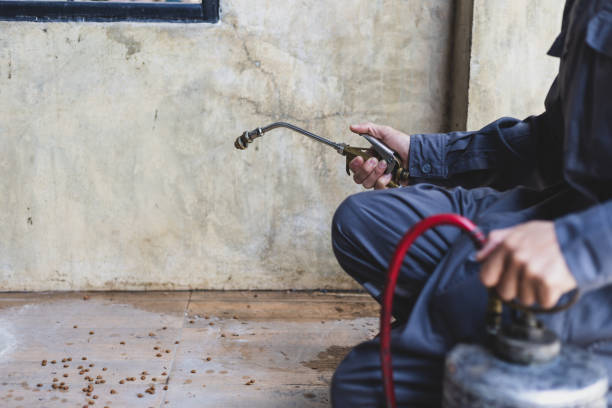 Best Mosquito Control Services  in Cordes Lakes, AZ